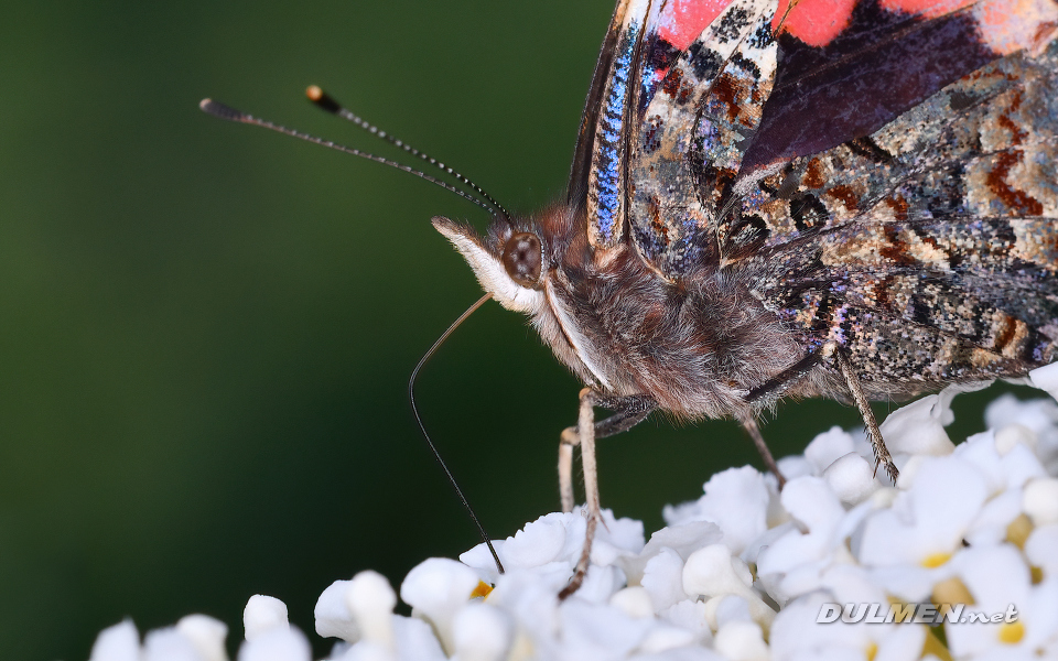 Red Admiral (Vanessa atalanta)